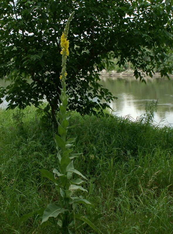 Image of Verbascum densiflorum specimen.