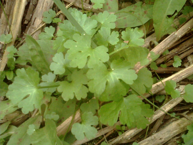 Image of Ranunculus sceleratus specimen.