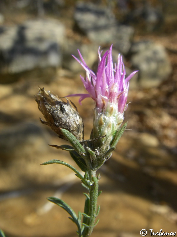 Image of Centaurea stankovii specimen.