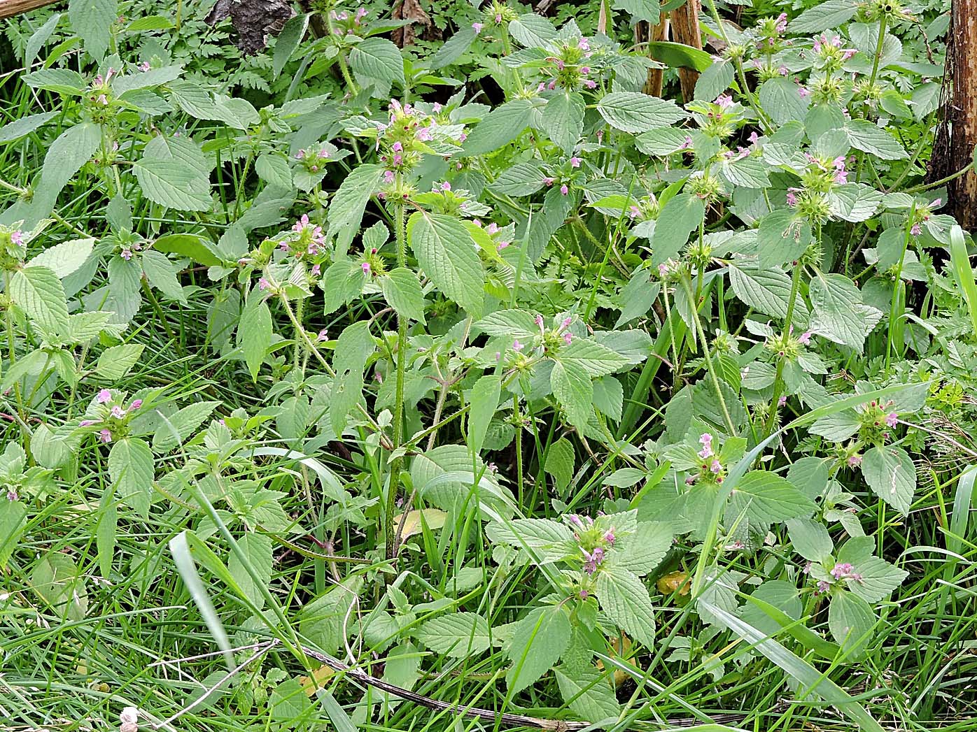 Изображение особи Galeopsis bifida.