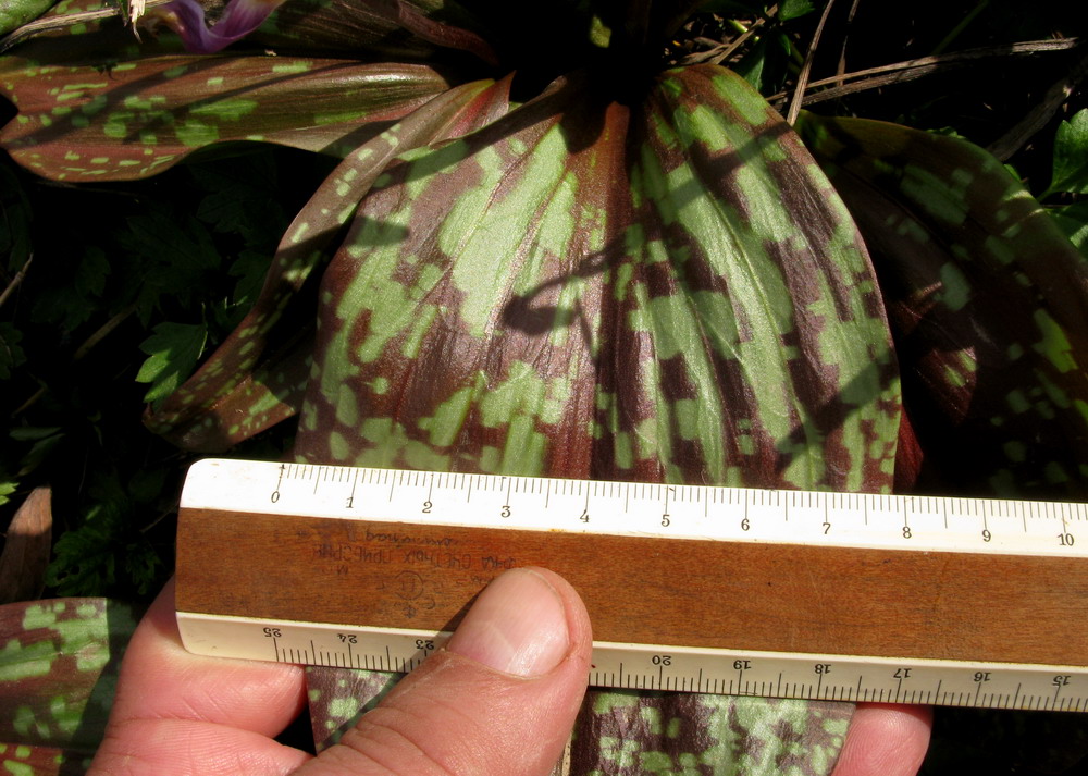 Image of Erythronium sajanense specimen.