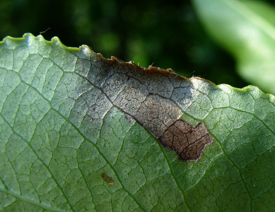 Image of Salix pentandra specimen.