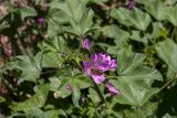 Malva sylvestris