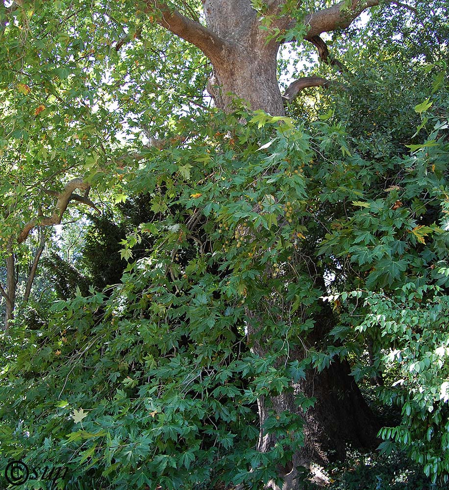 Image of Platanus orientalis specimen.