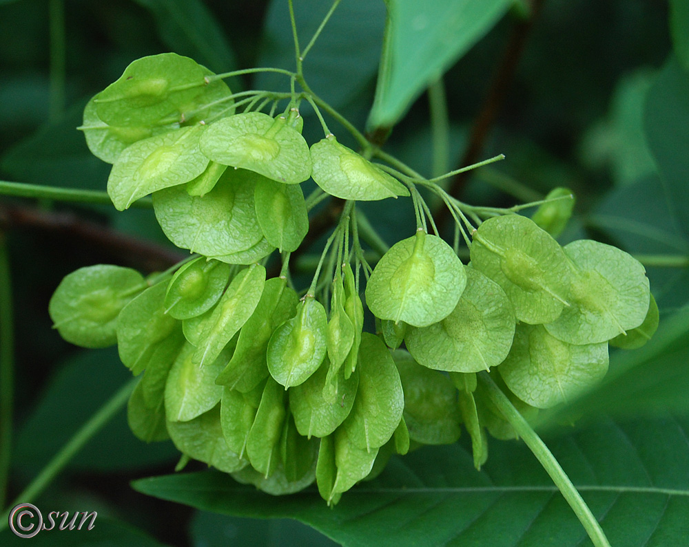 Image of Ptelea trifoliata specimen.