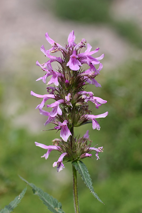 Image of Betonica betoniciflora specimen.