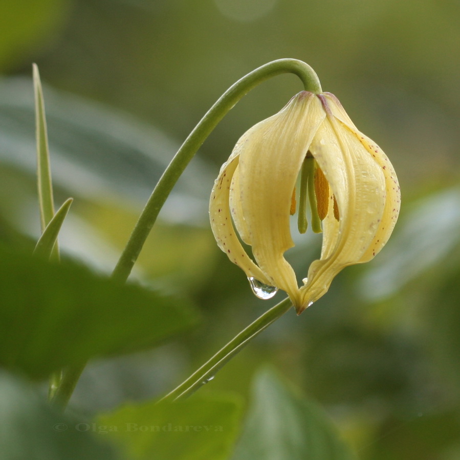 Image of Lilium lophophorum specimen.