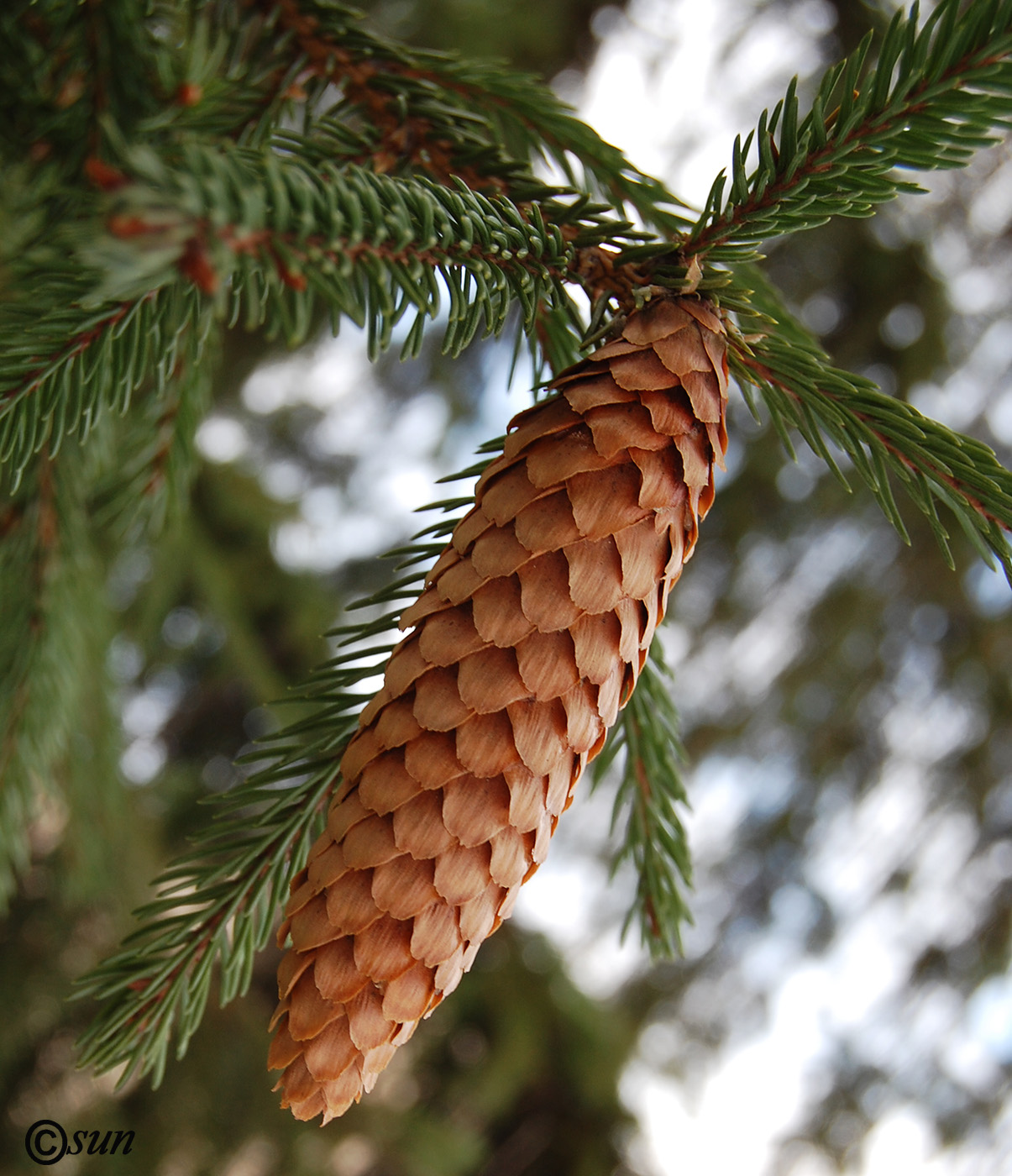 Image of Picea abies specimen.