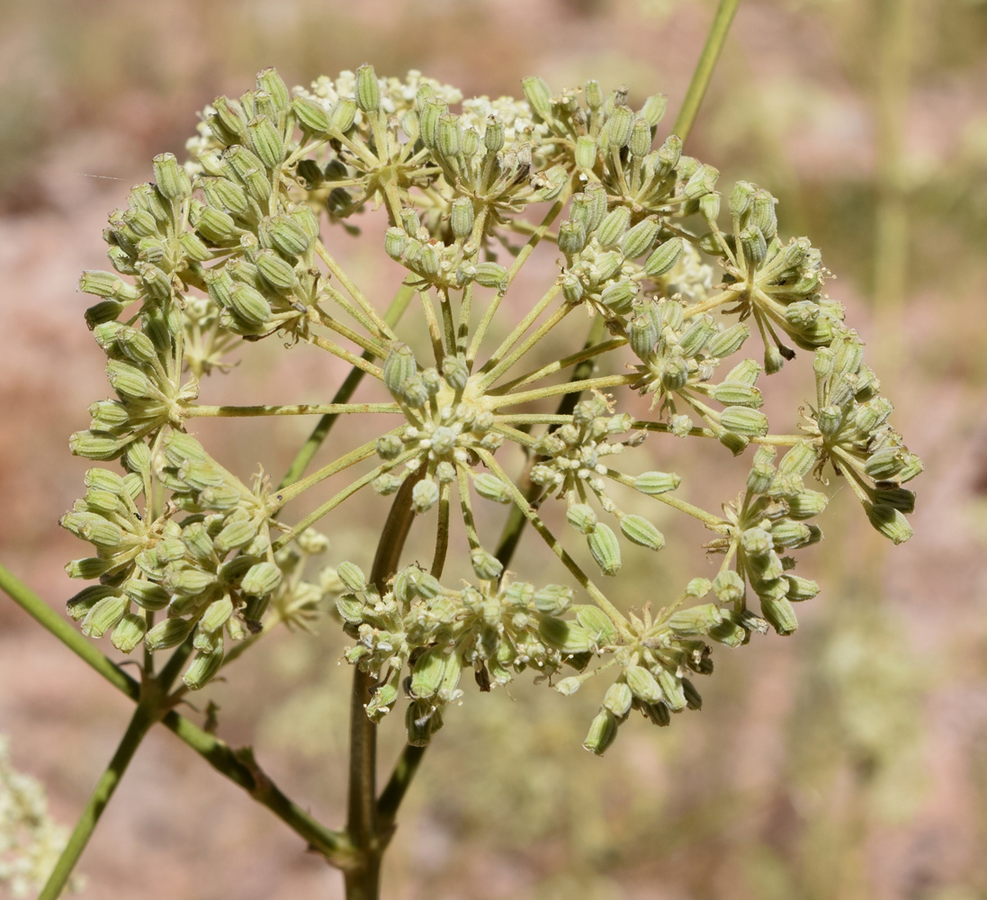 Image of Mediasia macrophylla specimen.