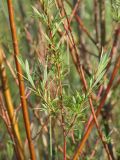 Salix microstachya