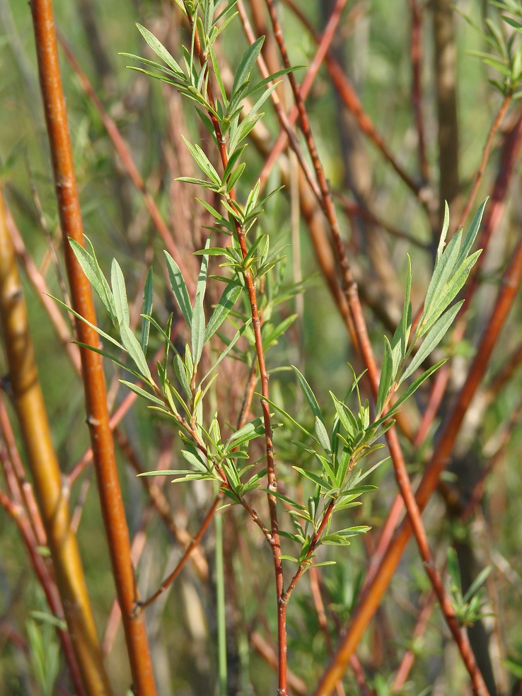 Image of Salix microstachya specimen.