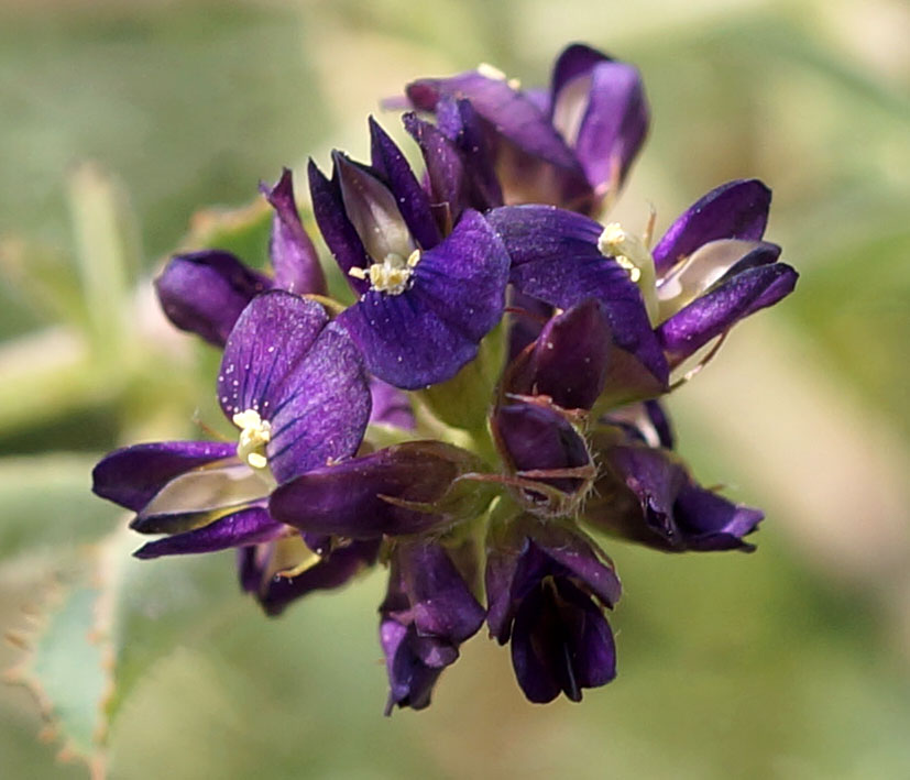 Image of Medicago tianschanica specimen.