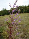 Campanula × spryginii. Верхняя часть цветущего растения. Самарская обл., окр. г. Жигулёвск, склон горы Могутова, каменистая степь на карбонатном субстрате. 20 июля 2015 г.