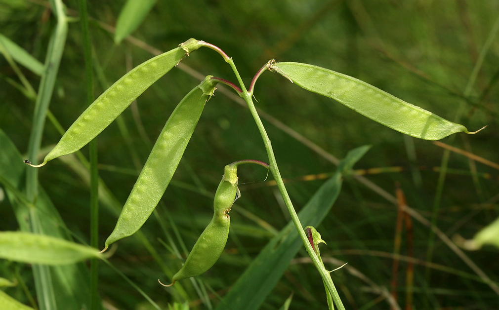 Изображение особи Lathyrus sylvestris.