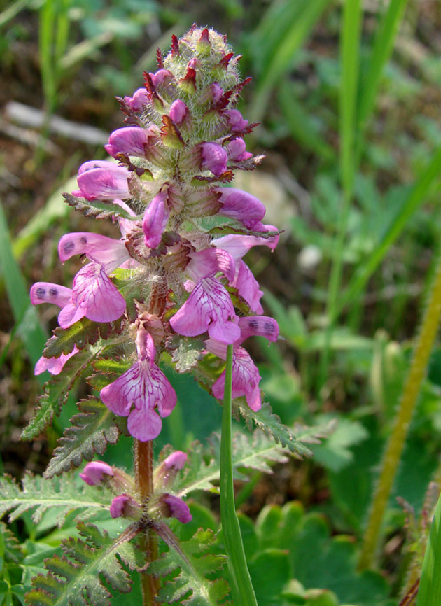 Image of Pedicularis verticillata specimen.