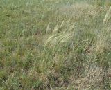 genus Stipa. Плодоносящие растения. Иркутская обл., Иркутский р-н, окр. дер. Жердовка, луг. 14.08.2015.