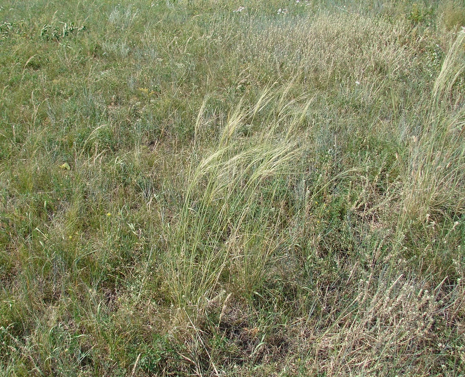 Изображение особи род Stipa.