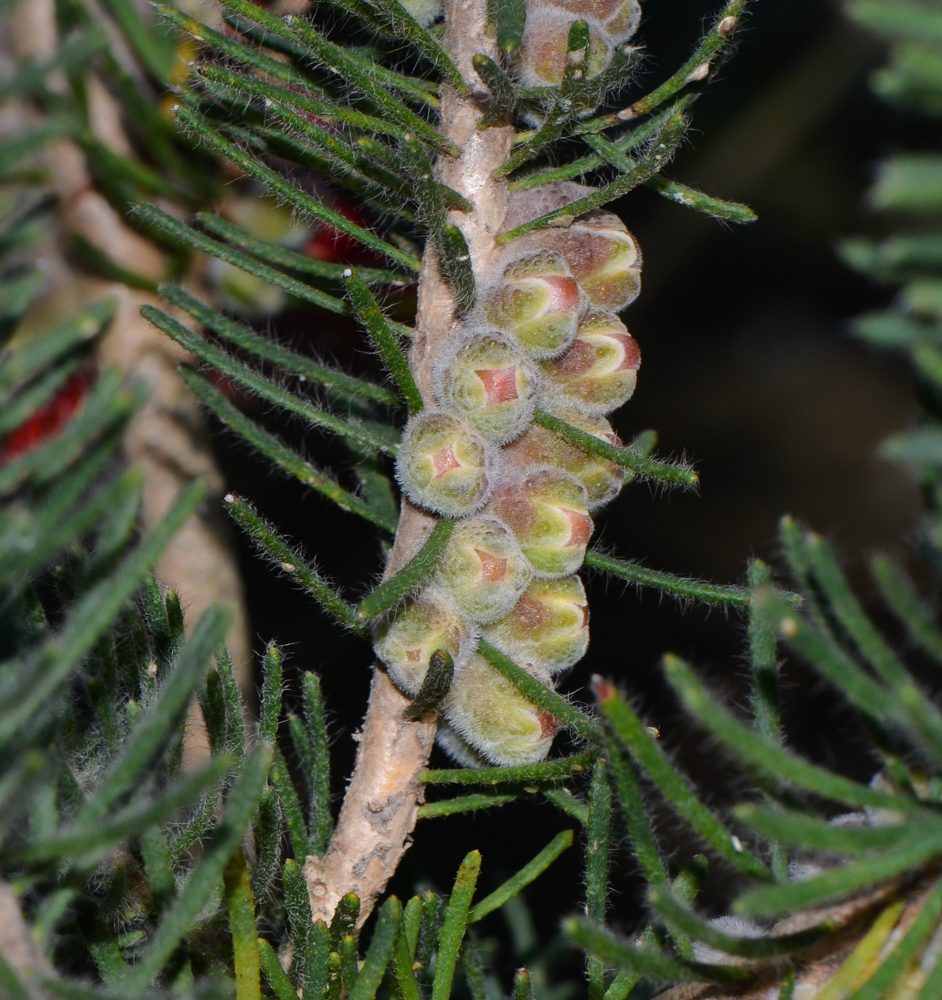 Изображение особи Calothamnus villosus.