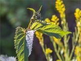 Scrophularia nodosa. Верхушка расцветающего растения. Карелия, Заонежье, граница песчаного пляжа и леса, преимущественно соснового. 14.06.2015.