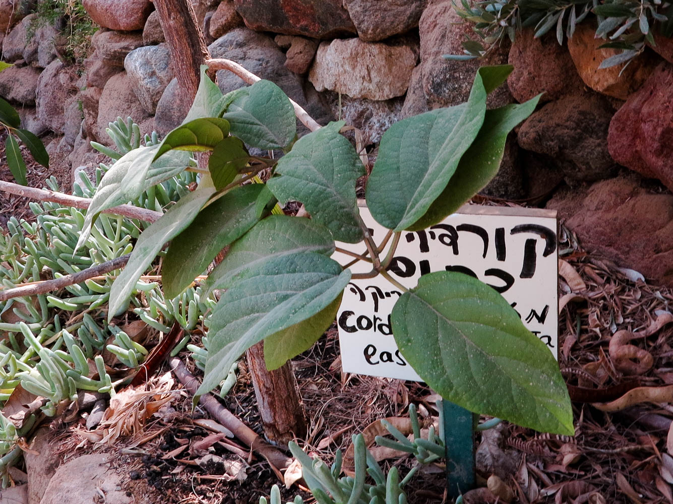 Image of Cordia subcordata specimen.