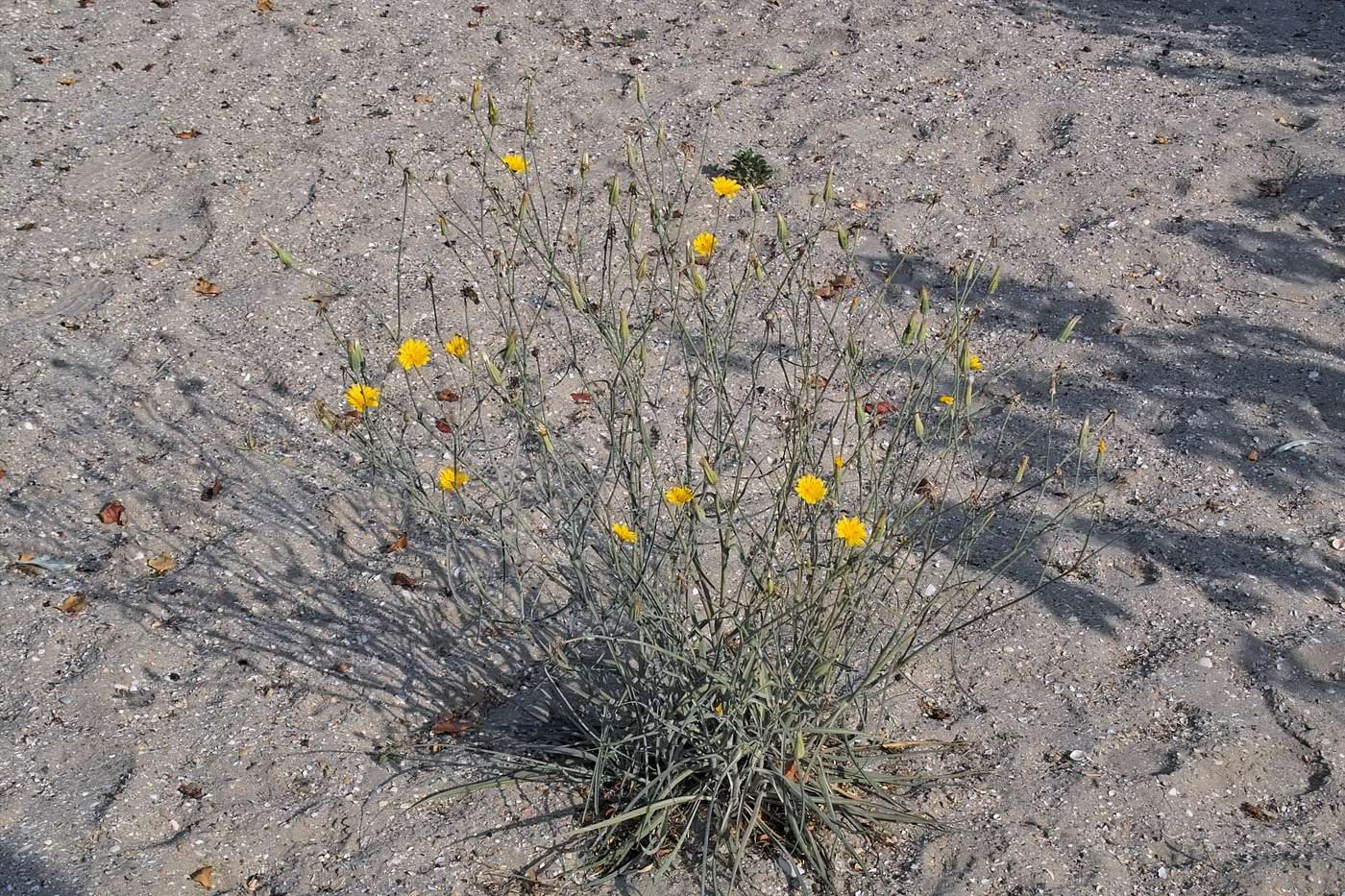 Image of Tragopogon borysthenicus specimen.