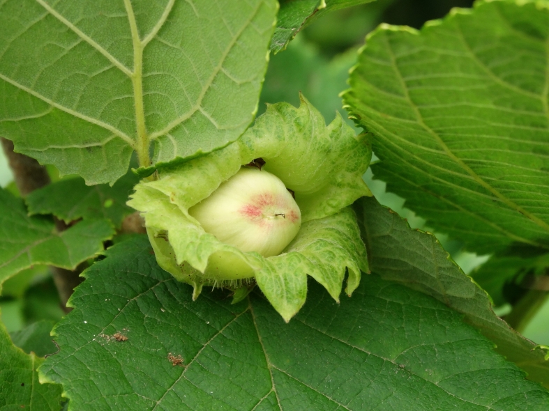 Image of Corylus heterophylla specimen.