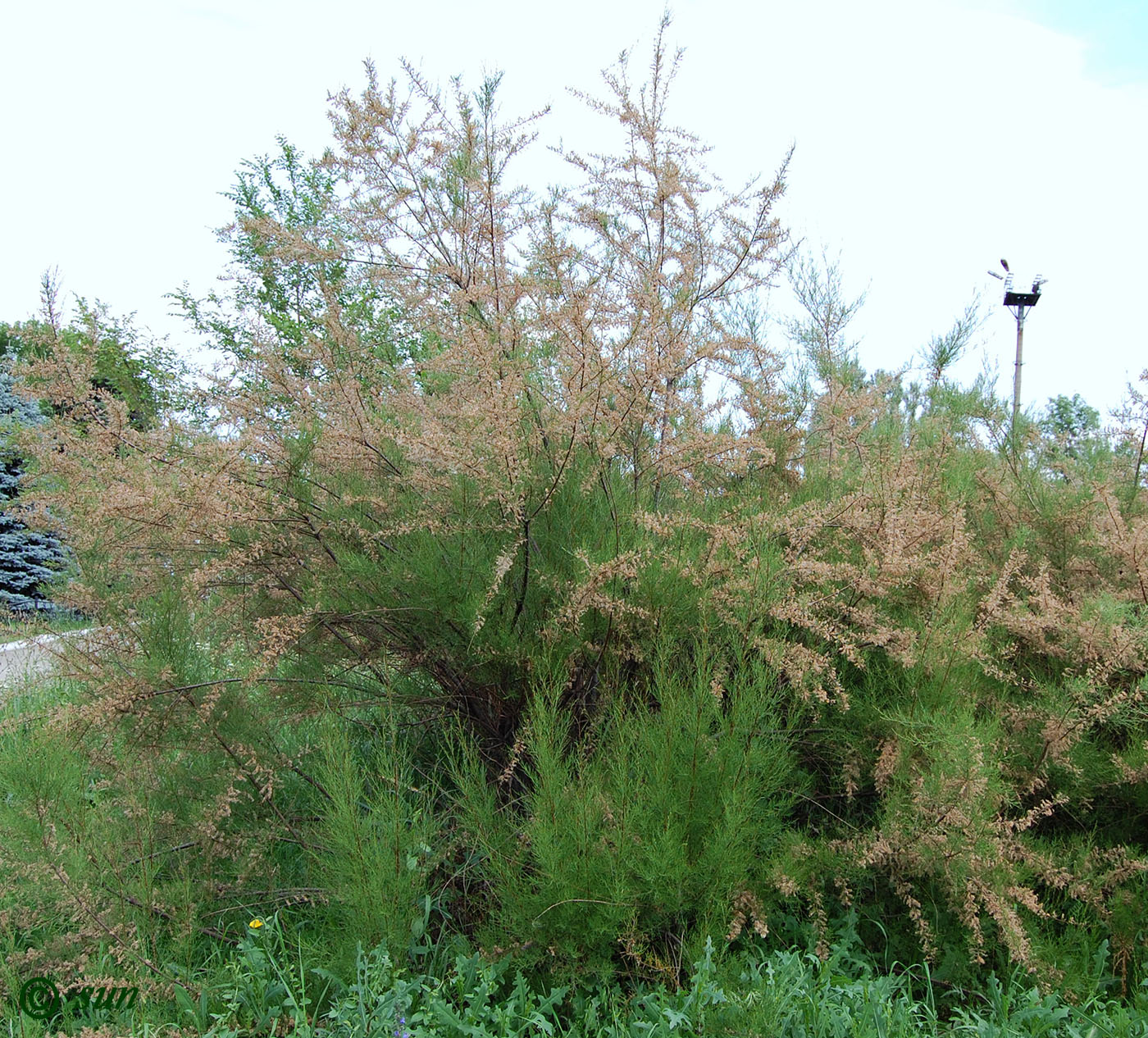 Image of genus Tamarix specimen.