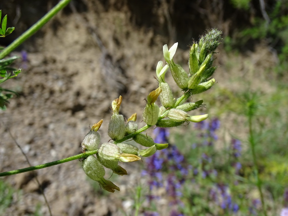 Image of Astragalus scleropodius specimen.