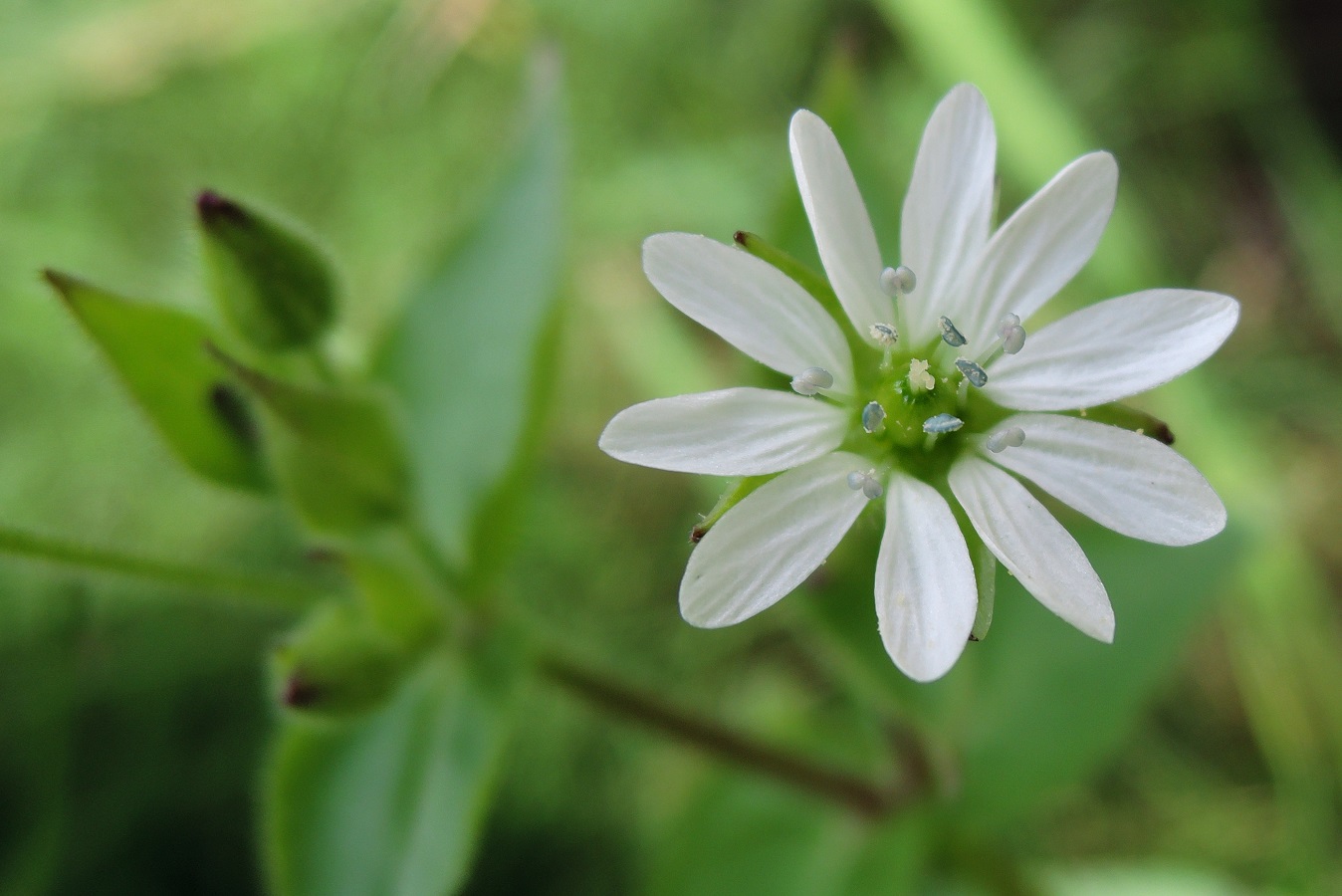 Image of Myosoton aquaticum specimen.