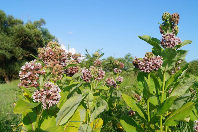 Изображение особи Asclepias syriaca.