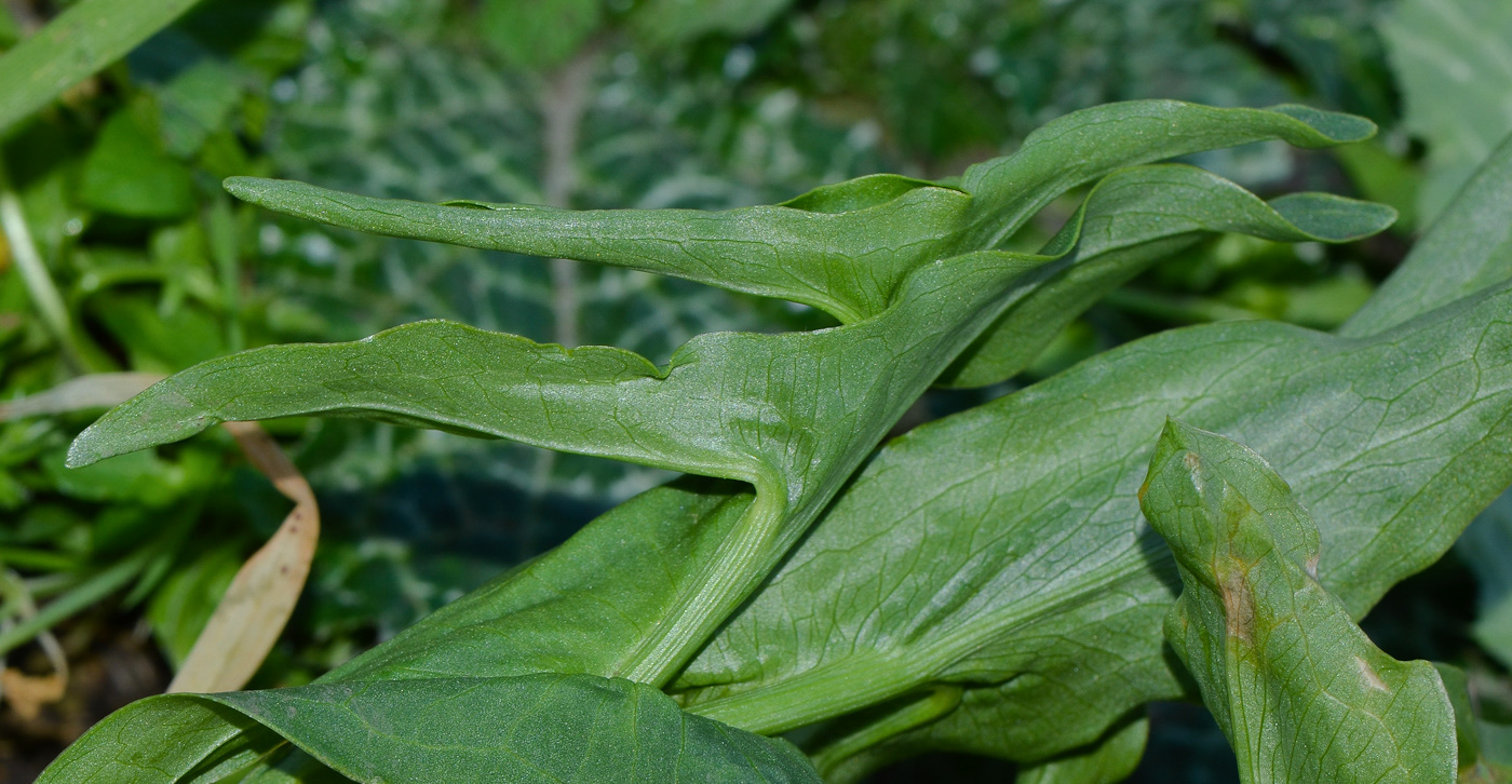 Изображение особи Eminium spiculatum.