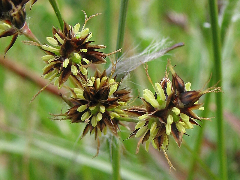 Изображение особи Luzula campestris.