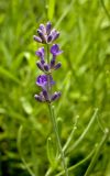 Lavandula angustifolia