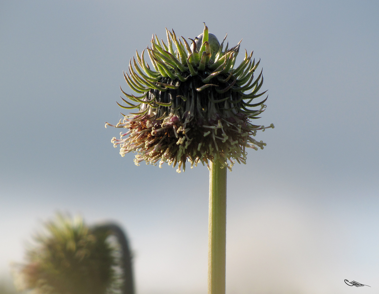 Изображение особи Saussurea frolowii.