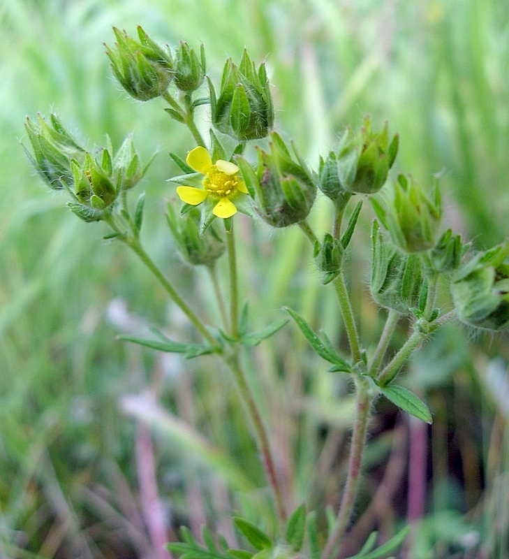 Image of Potentilla conferta specimen.