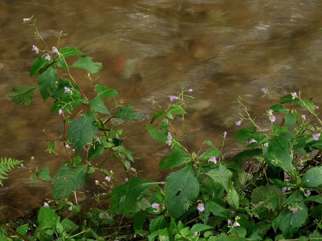 Image of Impatiens furcillata specimen.