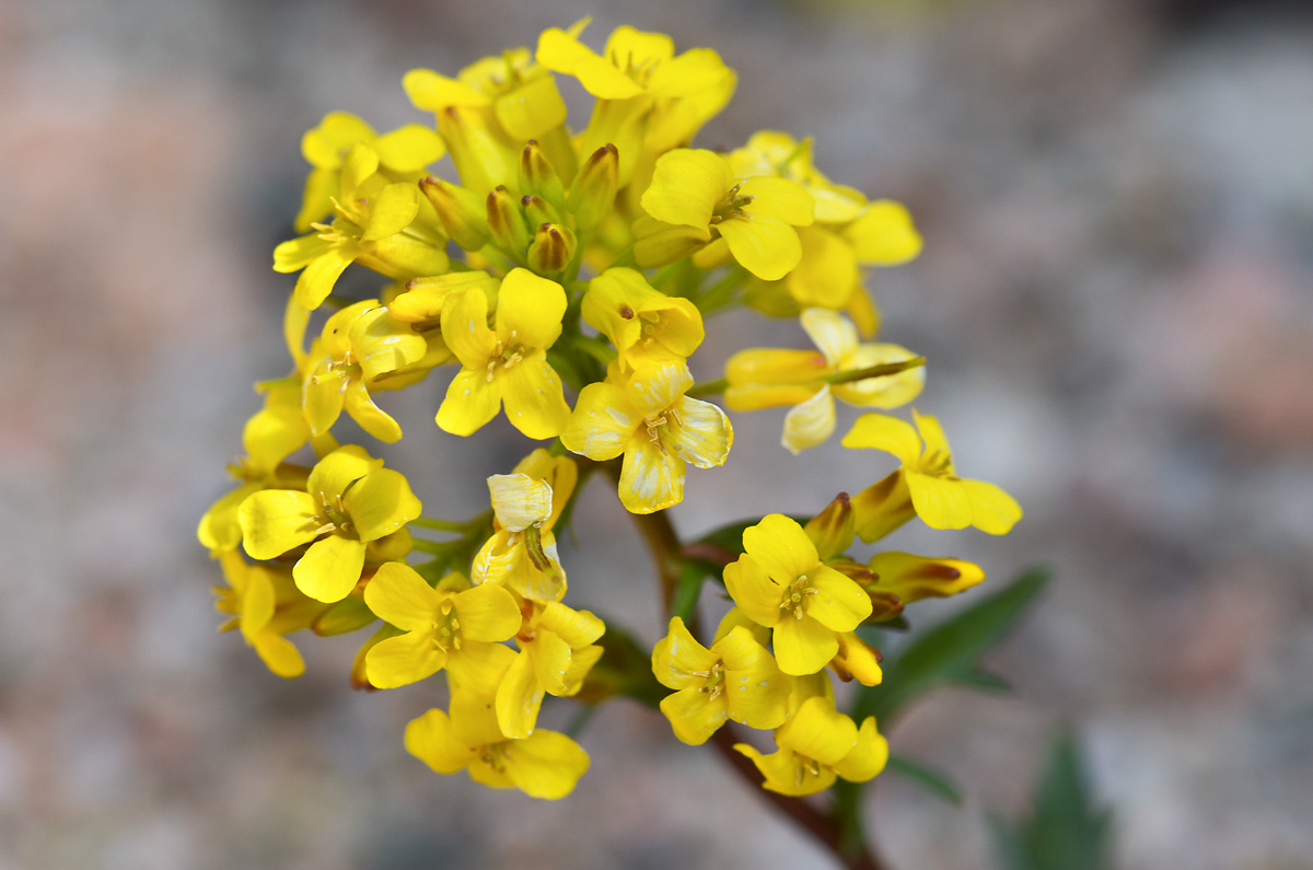 Image of Barbarea arcuata specimen.