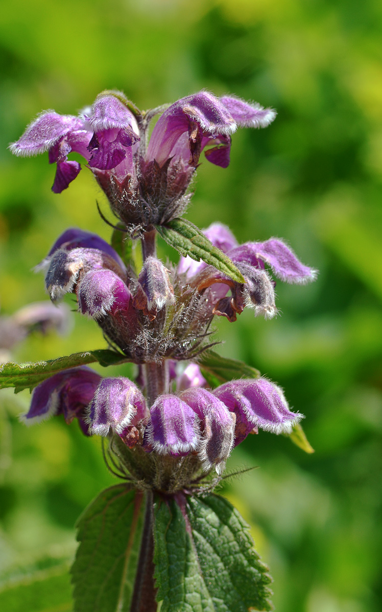 Image of Phlomoides oreophila specimen.