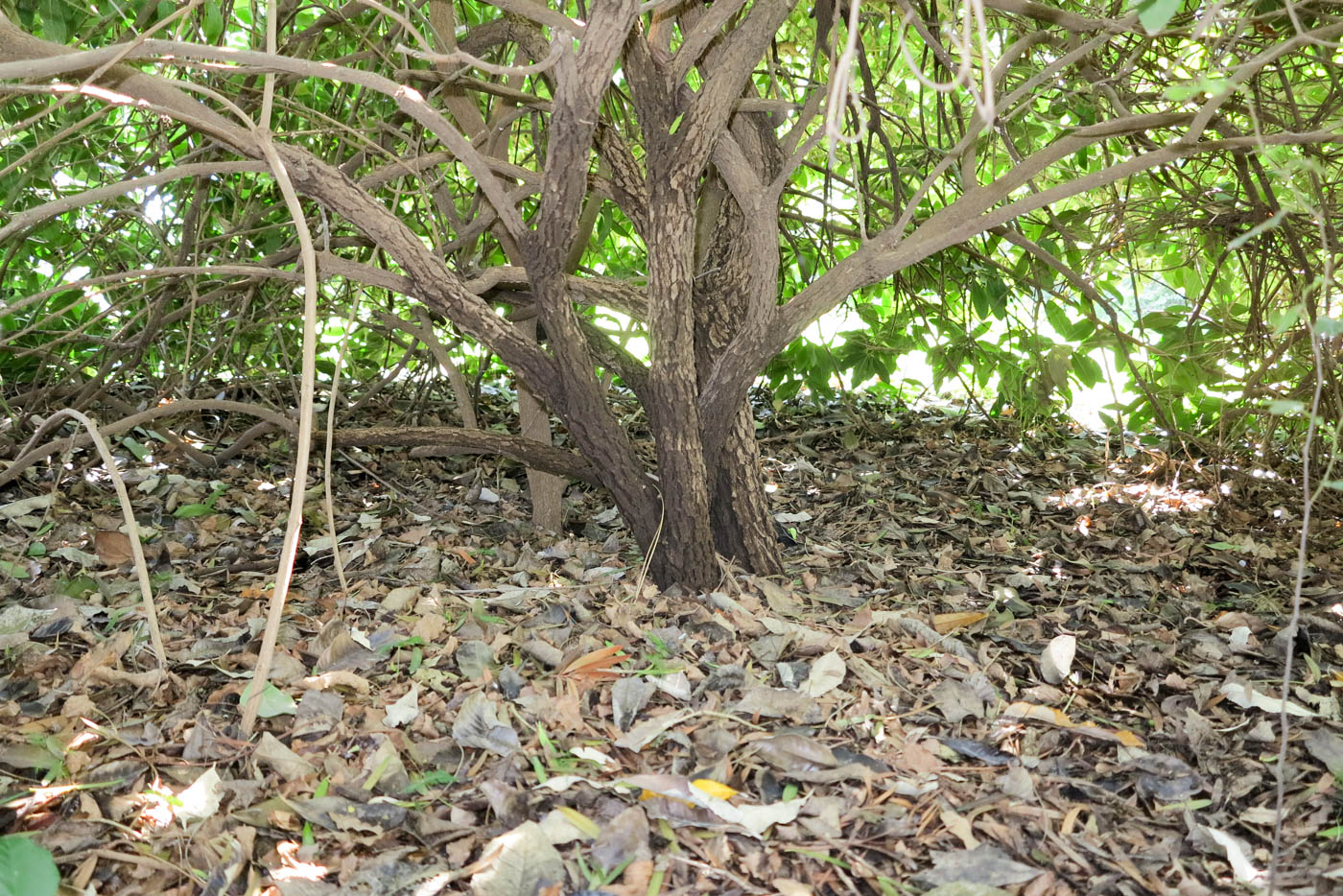 Image of Acokanthera oblongifolia specimen.