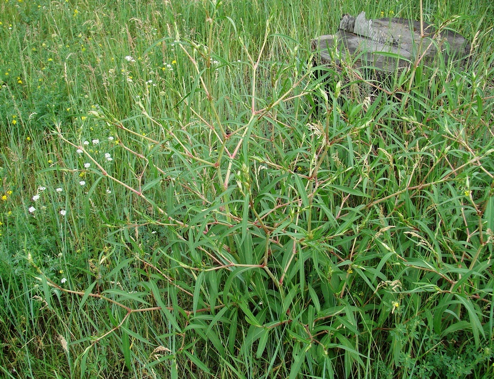 Изображение особи Aconogonon divaricatum.