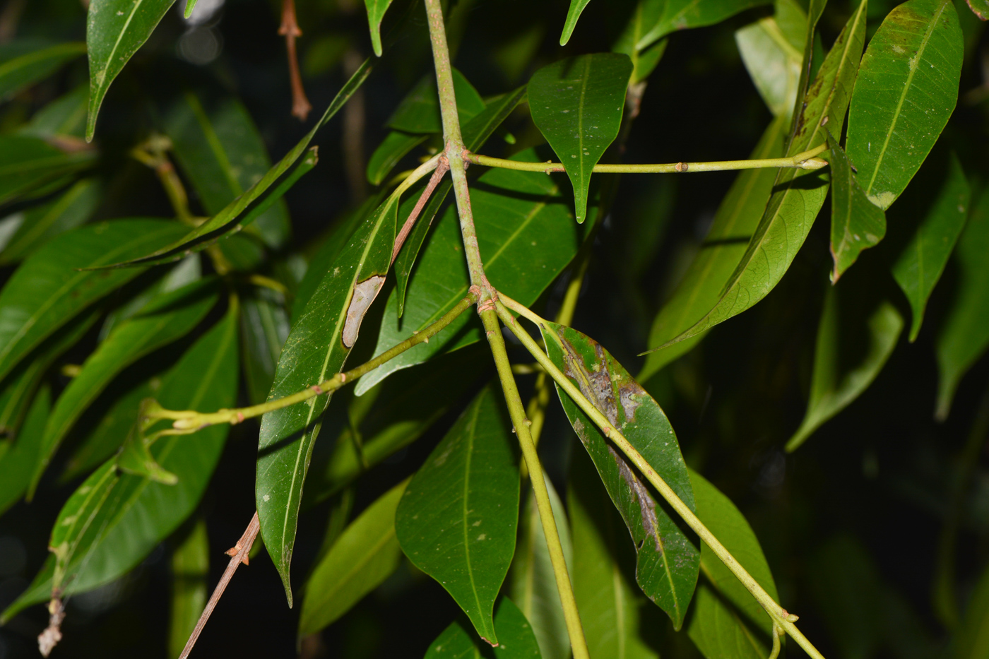 Image of Sandoricum koetjape specimen.