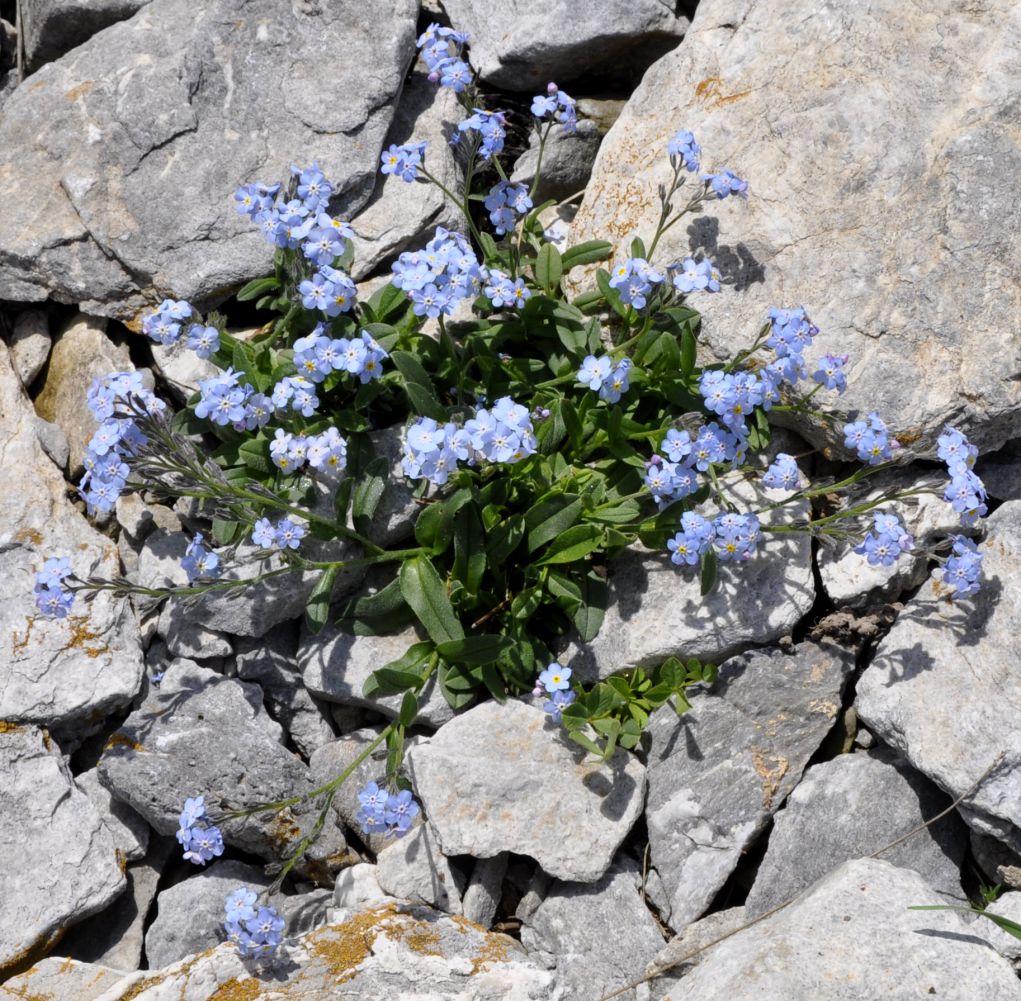 Image of Myosotis suaveolens specimen.