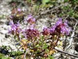 Thymus dubjanskyi