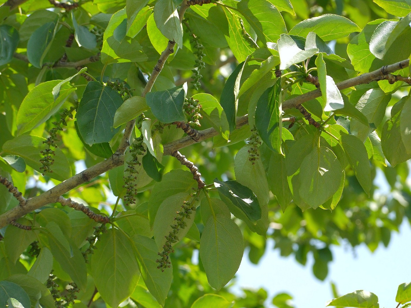 Image of Populus suaveolens specimen.