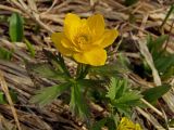 Trollius riederianus. Верхушка цветущего побега. Магаданская обл., окр. г. Магадан, пос. Снежная Долина, р. Дукча, тополёво-чозениевый пойменный лес. 07.06.2012.