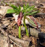 Corydalis cava. Растения на ранней стадии развития после зимовки. Украина, Киев, заказник \"Лесники\", низинная часть. 5 апреля 2010 г.