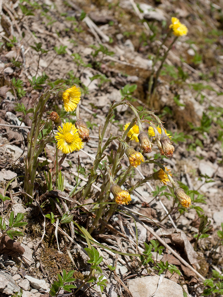 Image of Tussilago farfara specimen.