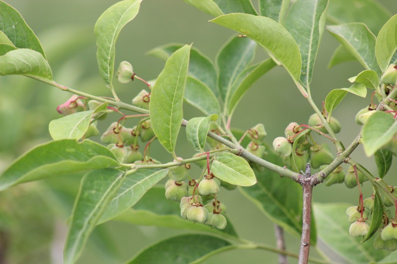 Изображение особи Euonymus europaeus.