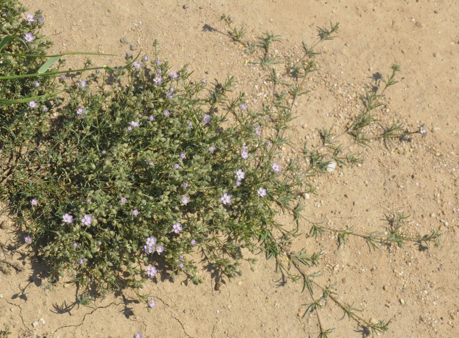 Image of Spergularia rubra specimen.