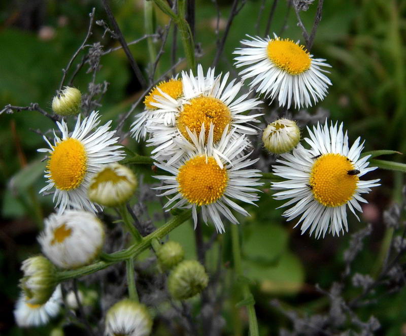 Изображение особи Erigeron annuus.